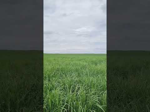 bandeirantes Paraná