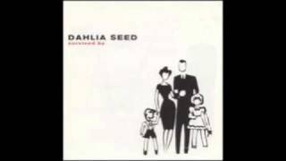 Dahlia Seed - Jet Spin