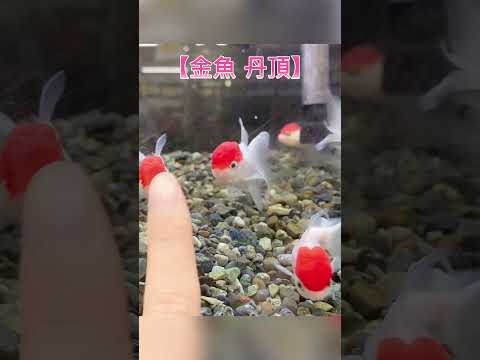 丹頂