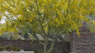 Springtime Joy of a Desert Blooming Garden