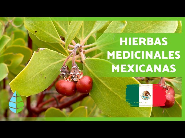 Vídeo relacionado con Principios activos-citotoxicidad de plantas de México vs bacterias: Principios activos de diez plantas medicinales de México contra bacterias patógenas y Referencia y su citotoxicidad