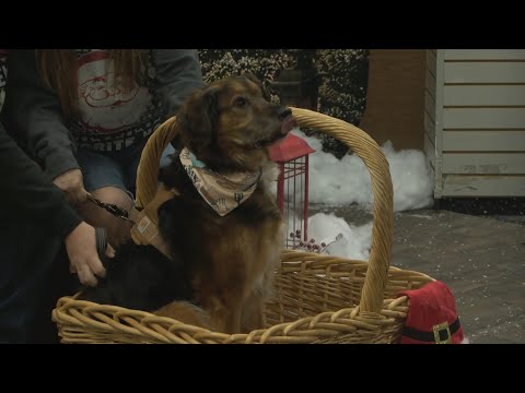 Paws and Claus Provides Festive Photos of Your Four-Legged Friends - YouTube