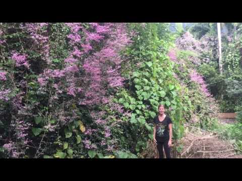 Misty Mountains Rainforest Retreat A visual Odyssey