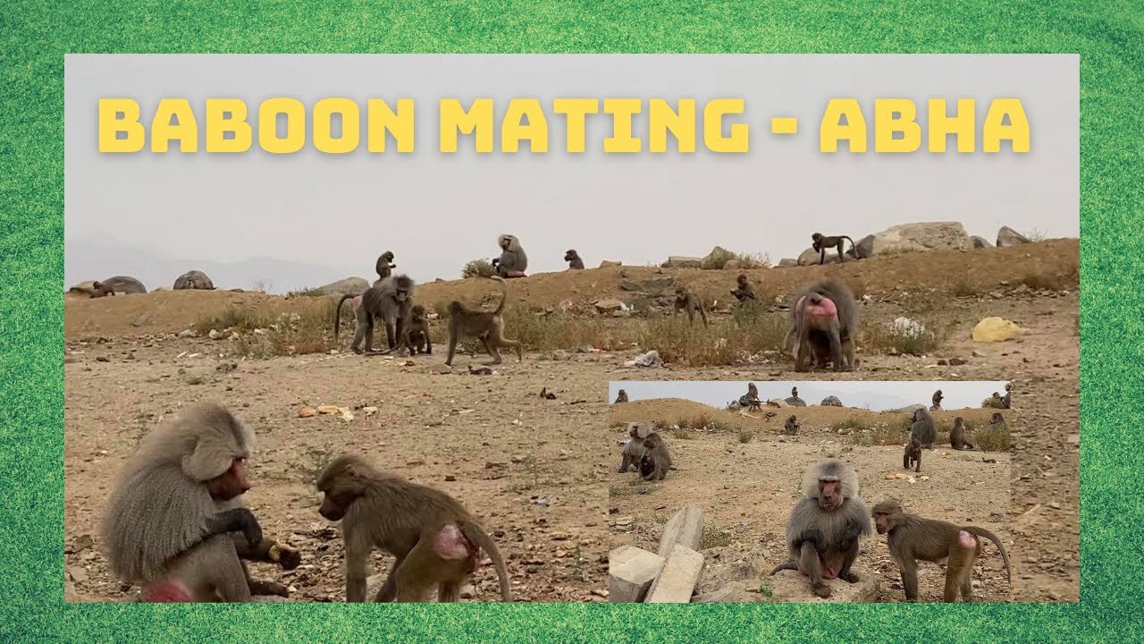 BABOON MATING-Abha