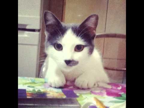 Jackie!!! :) #cat #cats #cute #funny #kitty #gatos #portugal #iphone