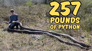 Catching TWO 17-Foot Pythons At Once
