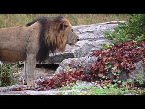 King Nhenha ~ Nkuhuma male Stepping Up A Gear