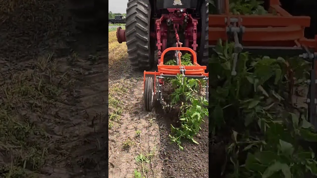 Potato Digger Short #potato #harvesting #farmmachinery #gardening #garden #homesteading