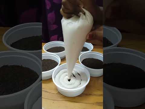 #minidreamcake #chocolatedreamcake #offer #pondicherry #shorts #viral #tamil