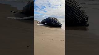 I Found  a HUGE Beached Whale! #animals #shorts