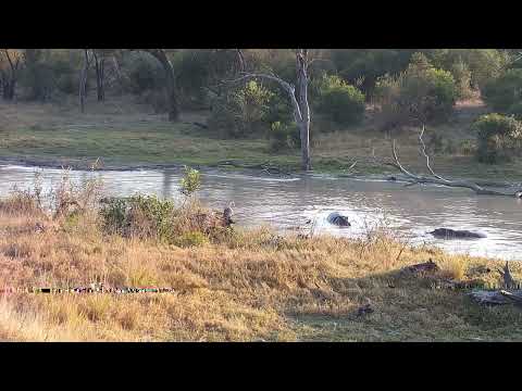 Djuma: Hippos interacting - 07:04 - 08/13/2023