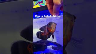 😎 #aquarium #fishtank