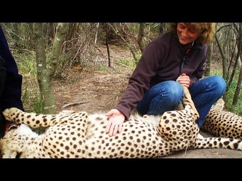 My best time with cheetahs – the fastest cats in the world