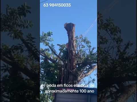 poda de árvore ficos elástico de aproximadamente 100 anos en Dianopolis Tocantins