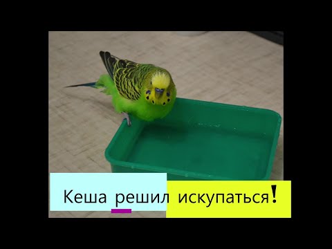 Мистер Кеша попугай решил искупаться! Часть 1. Mr. Kesha parrot decided to take a bath! Part 1.