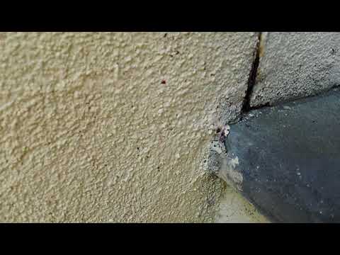 Ants Trail into Edison, NJ Home