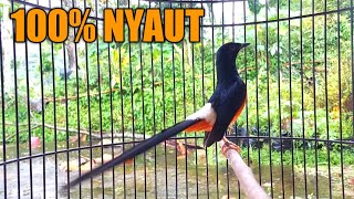 Download lagu Pancingan murai batu mudah buat lawan bunyi |cepat nyaut dan ikut gacor |shama bird mp3