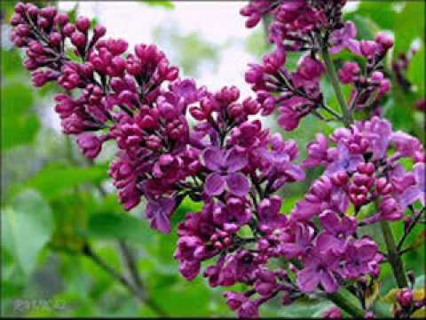 St St Mokranjac, 8 rukovet, Razgrana se grana jorgovana