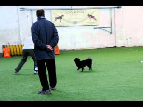 12 01 12 Robbio Jumping Debuttanti Chi Tachi e Loredana