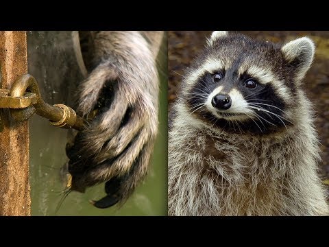 Racoon Demonstrates Problem Solving Skills | Earth Unplugged