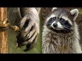 Racoon Demonstrates Problem Solving Skills | Earth Unplugged