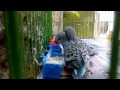 Bird Eat Oats