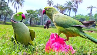 Funny Talking Parrot Eating Watermelon