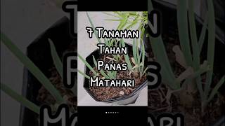 Download lagu 7 Tanaman Tahan Panas Matahari #berkebun #tanaman mp3