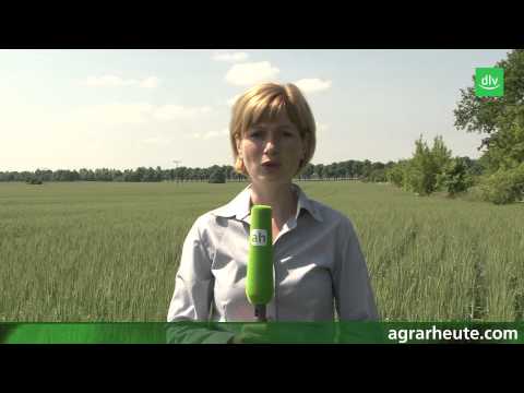 Vegetationsreport: Jetzt auf Fusarien achten