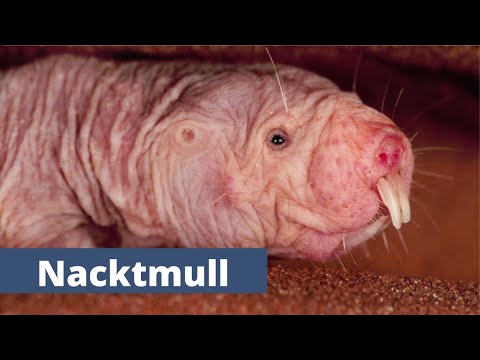 Nacktmull - Tierporträ