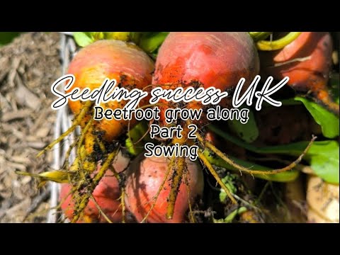 Beetroot Sowing Secrets: UK Growing Guide, Part 2