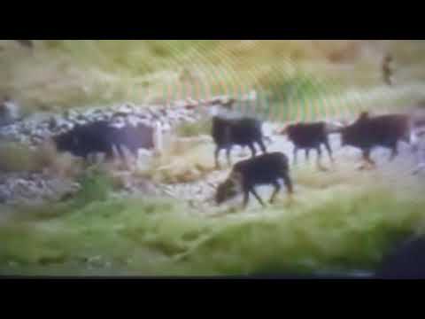 Manalemosh yemetwedat eski