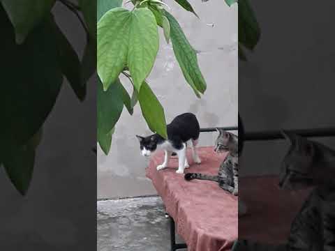 #welcome to Cats fun world #Cat#Cats#Lotsofcats#crazycats#catsmyworld😘😘😘😘😘