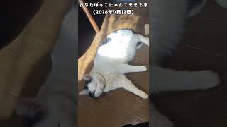 ひなたぼっこにゃんこモモです(2026年7月12日)#トンタカ#ネコ#猫 #猫好きさんと繋がりたい #猫動画 #cat #ねこ #ねこのいる生活