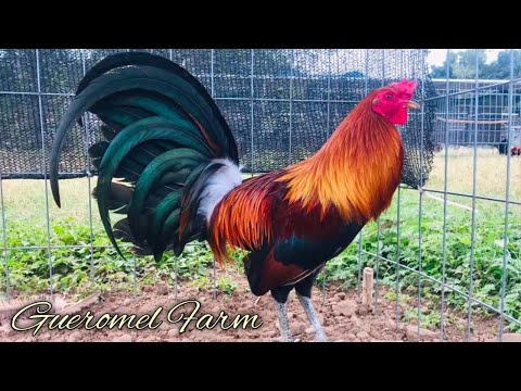 Sweater McLean hatch Grey - GUEROMEL FARM