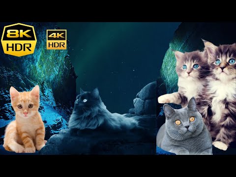 Amazing | Cutest | Kittens | Cats | in Prasad views