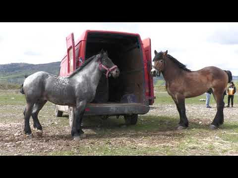 Armăsarii lui dl. Daniel de la Voitinel 2021