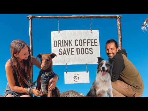 We Visited Eamon & Bec's Dog Shelter