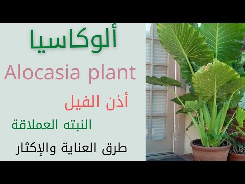 , title : 'نبات ألوكاسيا/Alocasia plant/اذن الفيل/طريقة العناية والاكثار'