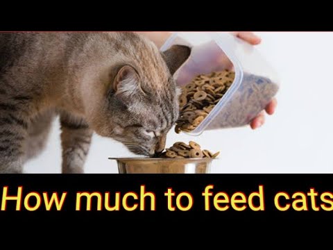 How much to feed Cats|Understanding eating habits of Cats(Best time to feed the cat)
