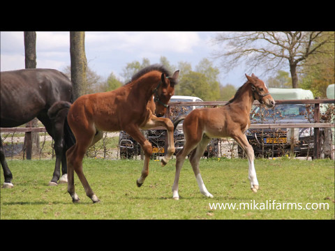 Maikel (Global Express x Indorado x Fedor)