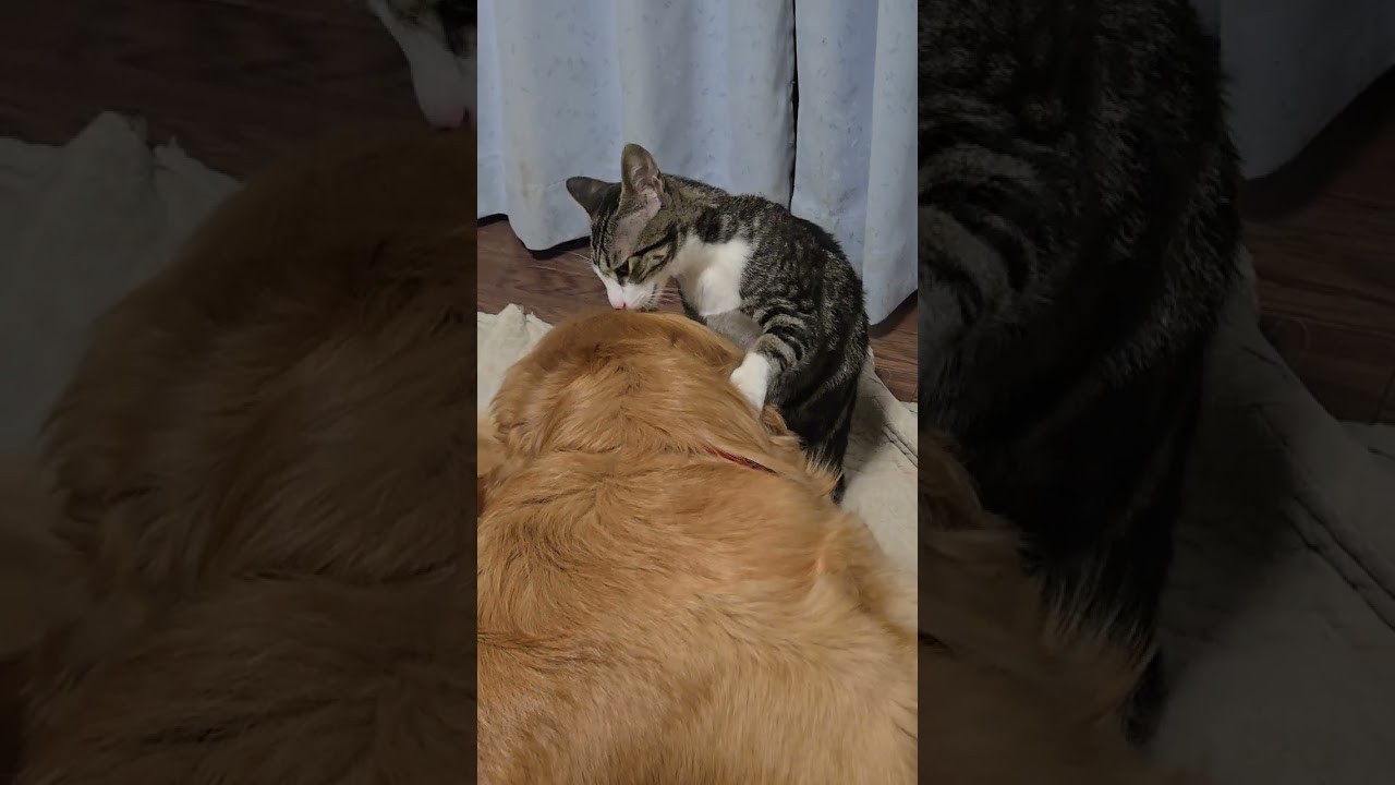 猫とも仲良く過ごせるゴールデンレトリバー