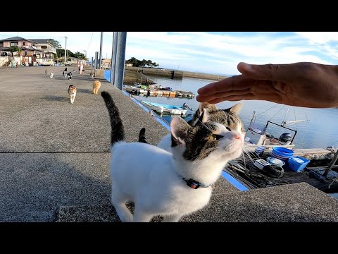 Guy Visits A Japanese Cat Island, Gets Immediately Surrounded By Cats