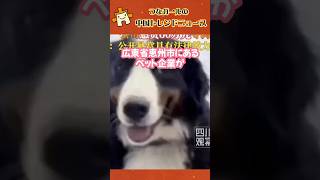 失踪したスター看板犬に懸賞金1200万円！中国SNSも騒然