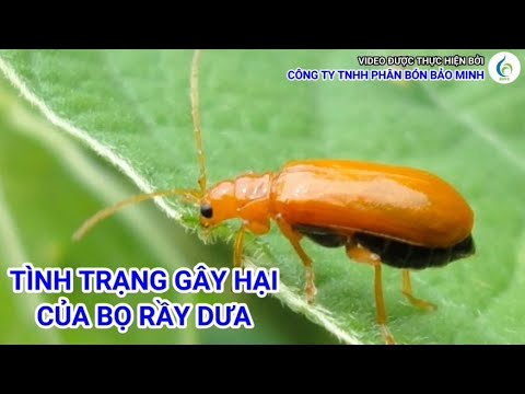 TÌNH TRẠNG GÂY HẠI CỦA BỌ RẦY DƯA | Bảo Minh FE