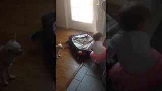 Tallulah Barkhead and baby fighting over car