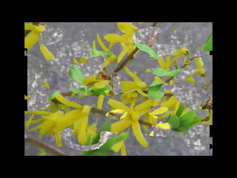 園芸 中間レンギョウ、パリミモザ