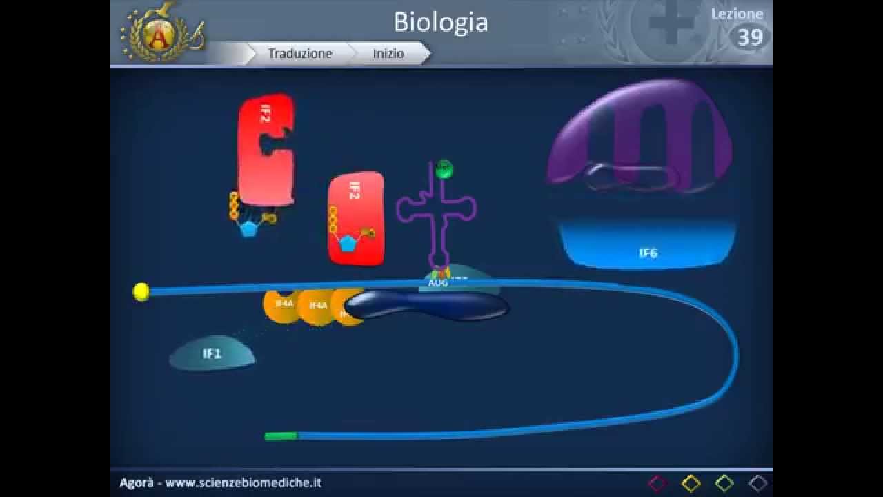 Traduzione (Sintesi proteica)