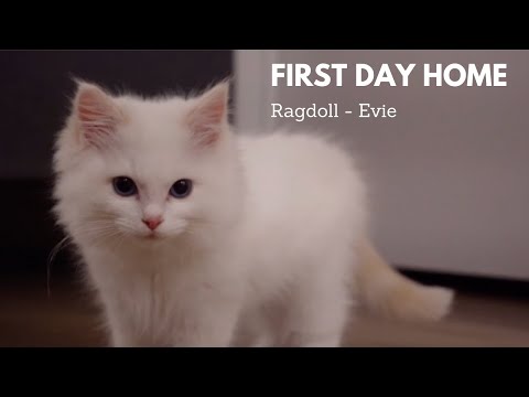 Bringing Home Our Ragdoll Kitten - Evie