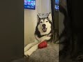 My Husky Speaks PERFECT ENGLISH SO CRAZY